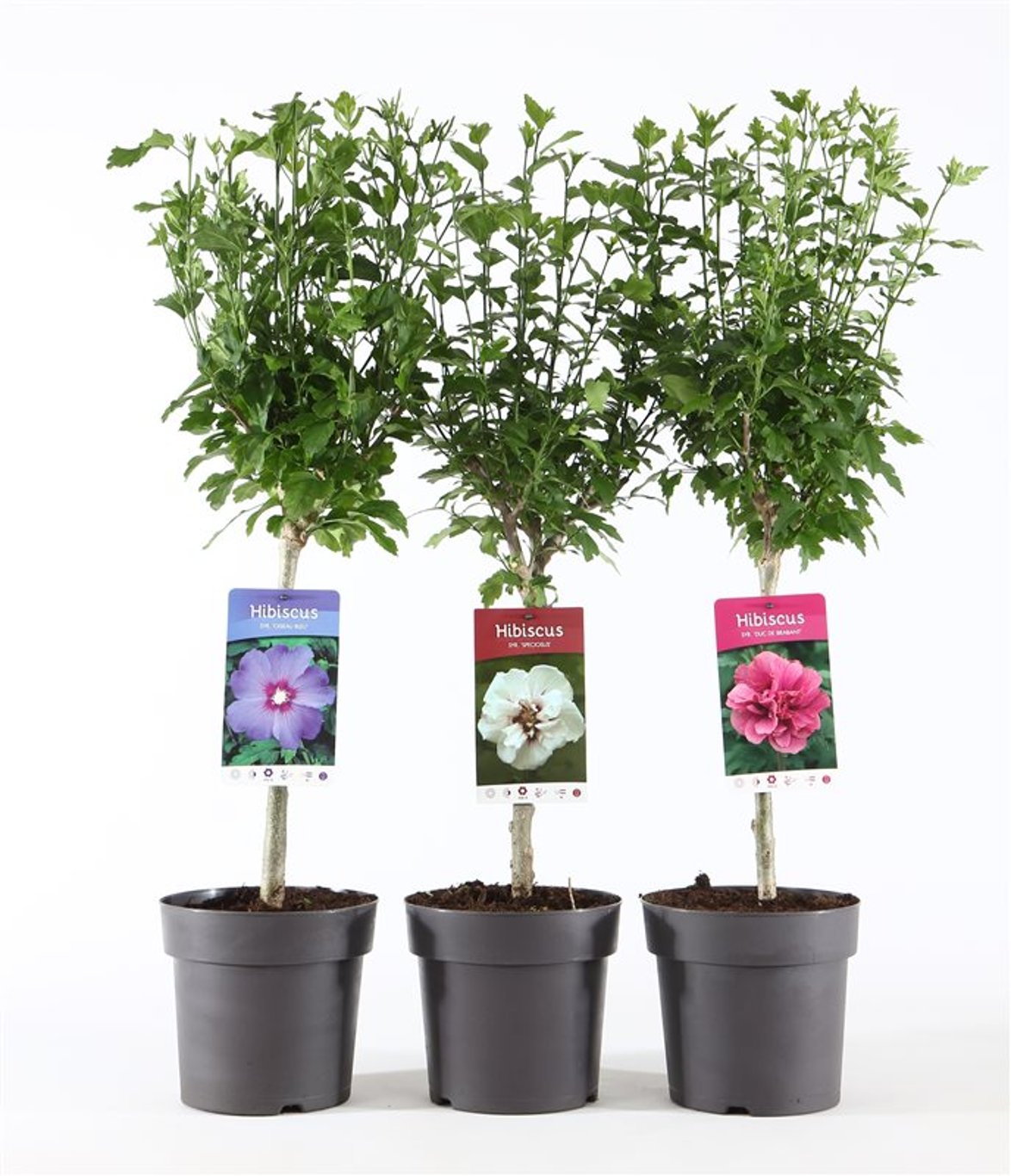 Hibiscus Gemengd - 30 CM Stem C3